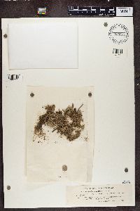 Stereocaulon paschale image