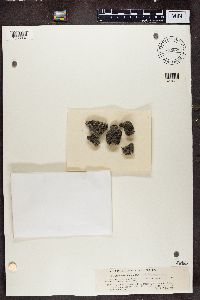 Pertusaria chiodectonoides image
