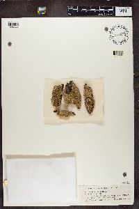 Punctelia subflava image