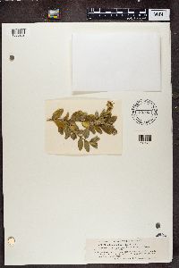 Physcia ascendens image