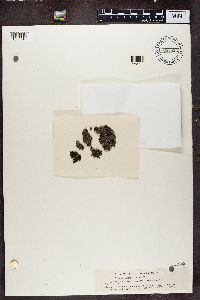 Physcia ciliata image