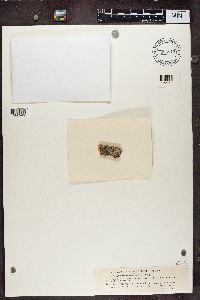 Megalaria grossa image