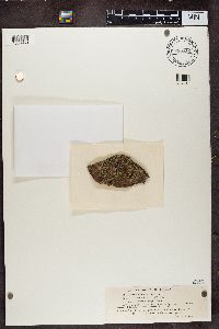 thumbnail image of current specimen
