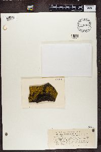 Media resource of Candelariella arctica