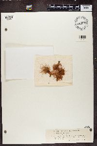 Usnea rubicunda image