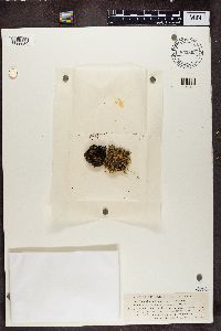 Lichenomphalia umbellifera image