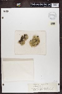 Cladonia portentosa image