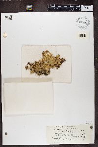 Platismatia glauca image