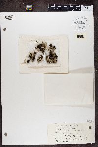 Cladonia acuminata image