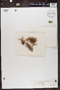 Usnea rubicunda image