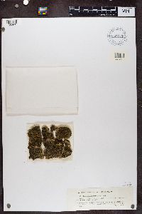 Enchylium limosum image