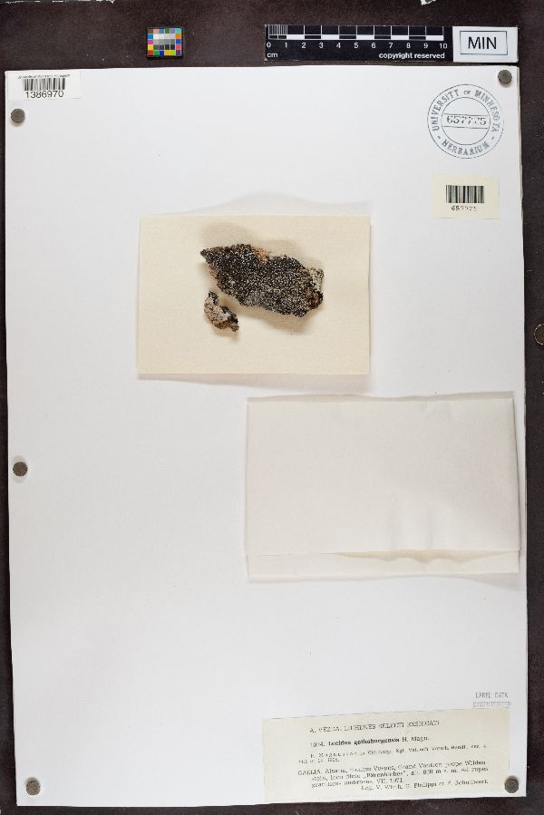 Lecidea gothoburgensis image