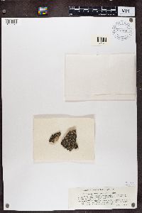 Trapelia glebulosa image