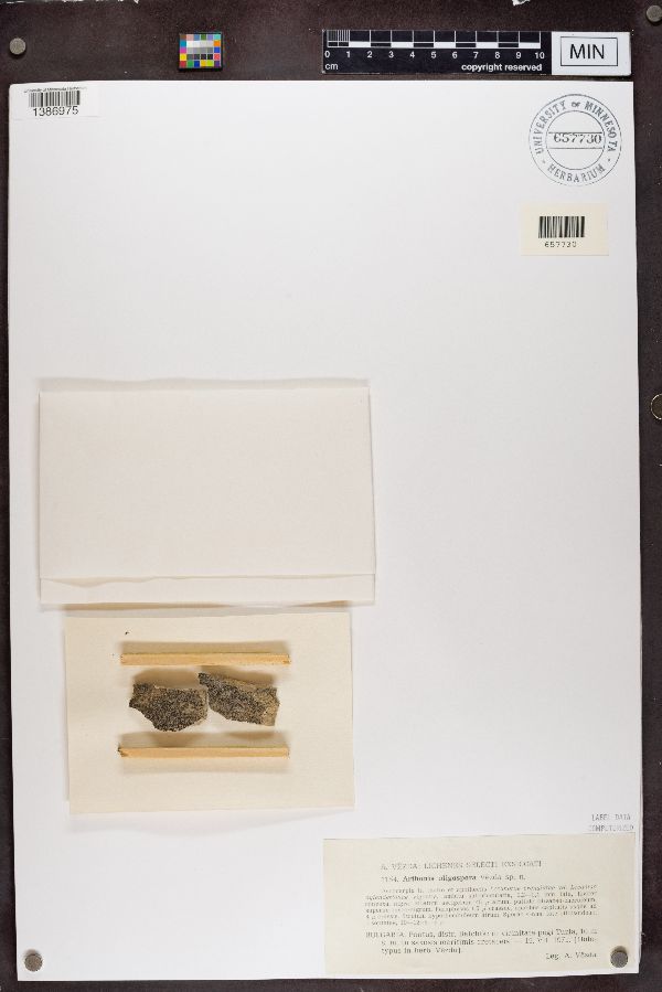 Arthonia oligospora image