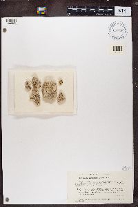 Buellia almeriensis image