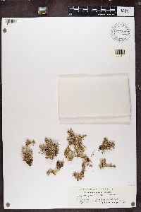 Stereocaulon paschale image