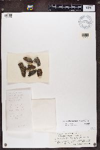 Blastenia ferruginea image
