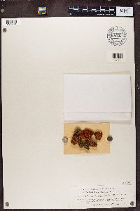 Rusavskia elegans image