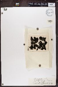 Collema flaccidum image