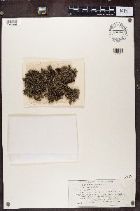 Stereocaulon tomentosum image