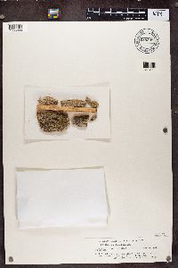 Calicium glaucellum image