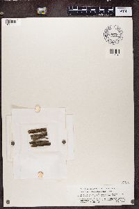 Micarea denigrata image