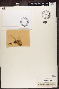 Cladonia gracilis image