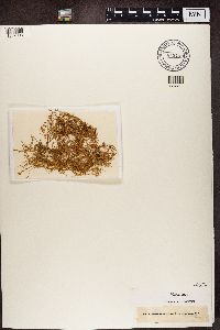 Evernia divaricata image