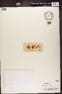 Psora decipiens image