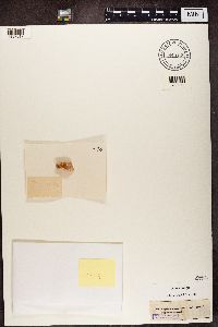 Caloplaca saxicola image