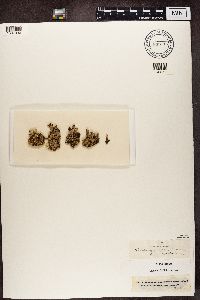 Cladonia coccifera image