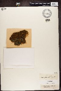 Leptogium cyanescens image