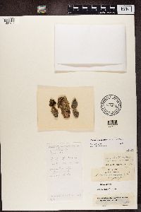 Blastenia ferruginea image