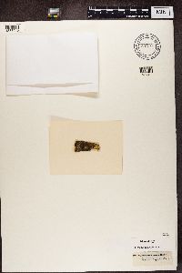 Hyperphyscia adglutinata image