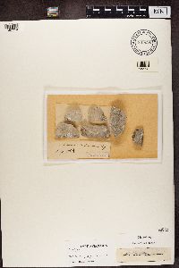 Lecania nylanderiana image