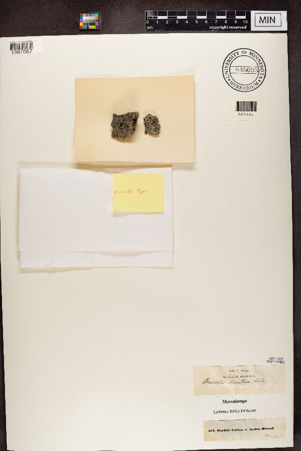 Buellia italica image