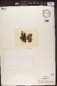 Xanthoparmelia conspersa image