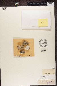 Sarcogyne privigna image