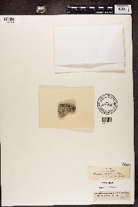 Media resource of Diplotomma alboatrum