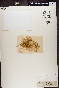 Usnea ceratina image