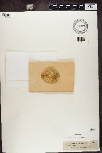 Caloplaca aurantia image