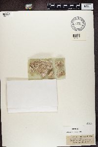 Biscogniauxia repanda image