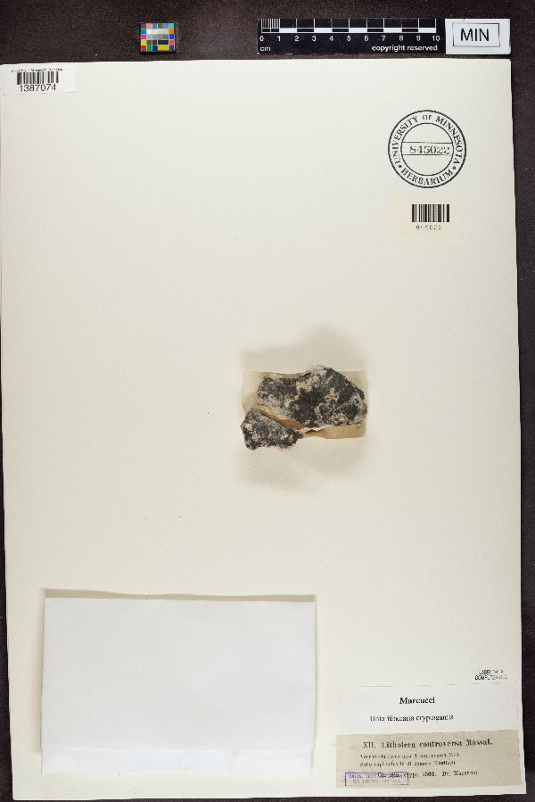 Lithocia controversa image