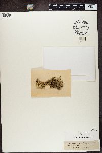 Xanthoparmelia conspersa image