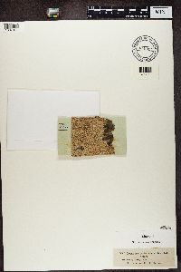 Thumbnail image of current specimen