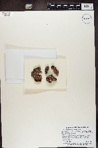Psora decipiens image