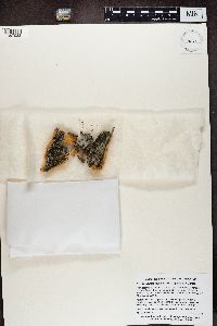 Trapeliopsis flexuosa image