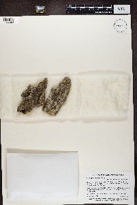 Alyxoria varia image