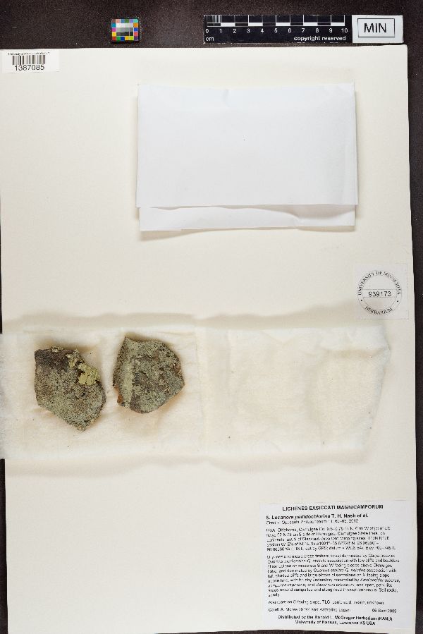 Lecanora pallidochlorina image