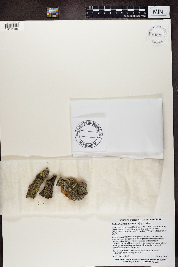 Candelariella subdeflexa image